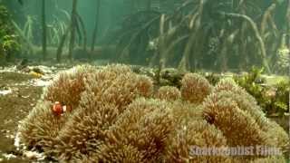 Yenbramuk Reef Mangrove Forest Raja Ampat [upl. by Anekam]