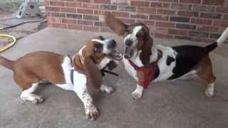 Two Basset Hounds Playing [upl. by Anirtal]