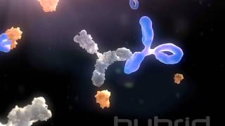 Antidrug antibodies [upl. by Farlie]