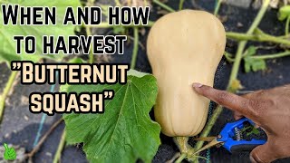 Butternut squash  When and how to harvest butternut squash  BEST TIPS amp Tricks [upl. by Cott]