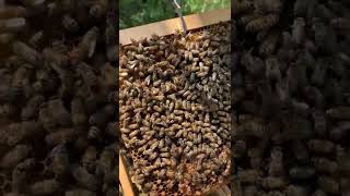 Les Abeilles 2  Documentaire Animalier [upl. by Damara636]