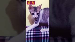 kity🐈youtube cat shorts short trending viralvideo viral explore ytshorts youtubeshorts yt [upl. by Dragelin]