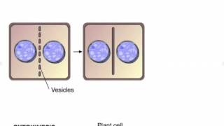 Cytokinesis in Plants and Animals [upl. by Omrelliug181]