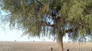 Prosopis cineraria खेजड़ी वृक्ष [upl. by Alanson]