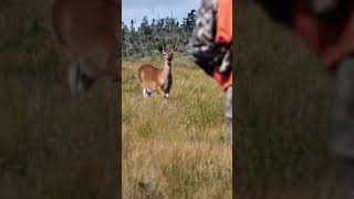 Great technique for spot and stalk deer on Anticosti Island hunting [upl. by Arinaid140]