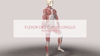 Flexor Digitorum Longus Musclepath 3d Animation [upl. by Senzer]