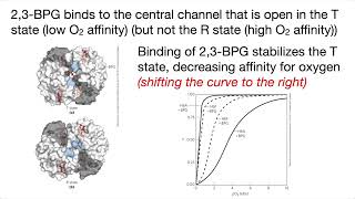 Regulation of hemoglobin by 23BPG 23bisphosphoglycerate aka DPG inc fetal Hb amp altitude [upl. by Skurnik]