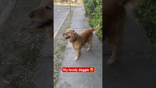 walking walkingaround gorditamae girditamaechannel goldenretriever dog doglover pets [upl. by Dwight]