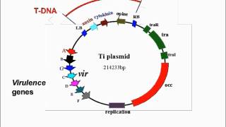 Agrobacterium Mediated Transformation [upl. by Lleruj]