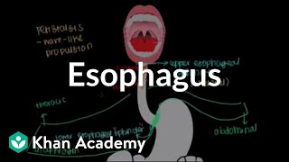 Esophagus  Gastrointestinal system physiology  NCLEXRN  Khan Academy [upl. by Dilks828]