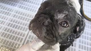 Black Brindle French Bulldog Puppy [upl. by Ecnaralc]