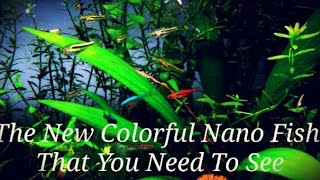 The 21 Most Colorful Nano Fish amp Shrimp In My Ideal Planted Nano Tank Get Your Nano Fish To School [upl. by Prud637]