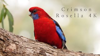 Crimson Rosella 4K  Iconic Australian Birds [upl. by Kampmann]