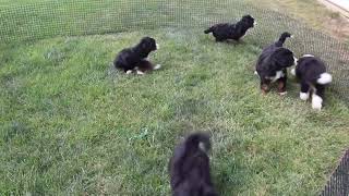 Miniature Bernedoodle Puppies For Sale [upl. by Sillihp730]