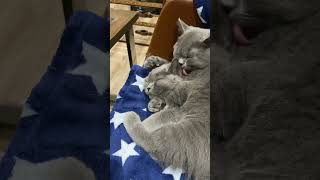 British shorthair cats grooming [upl. by Oicirtap60]