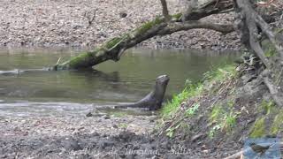 Lobito de río Lontra longicaudis [upl. by Winograd]