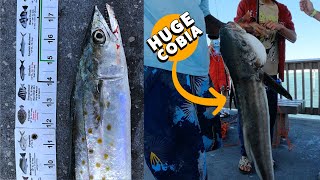 Fishing at the Clearwater Pier quotPier 60quot Mackerel Cobia and Sharks [upl. by Sandry187]