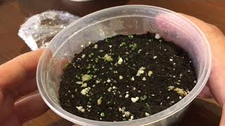 How to grow micro Sinningia from seed [upl. by Licastro]