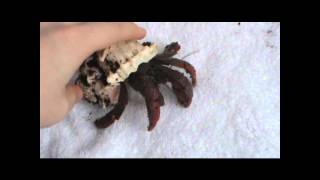 Hermit Crab Handling [upl. by Ynattir696]