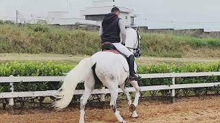 2019 Lusitano Gelding Dressage Horse Lusitano [upl. by Atinot421]