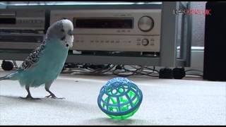 Timothy The Budgie Playing Throw  The  Ball [upl. by Carlie510]