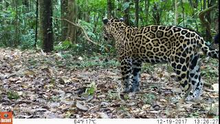 Los fascinantes animales de la reserva Cuyabeno en Ecuador Jaguar [upl. by Sina]