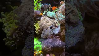 Banggai Cardinal in Mixed Coral Reef Tank 10 Gallon [upl. by Neb]