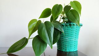 Heartleaf Philodendron Propagation and Care [upl. by Eilrebmik899]