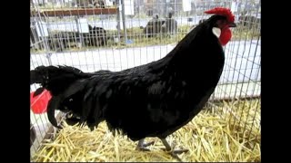 Small animal exhibition with chickens rabbits and pigeons in France [upl. by Schroth]