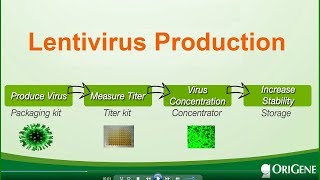 Lentivirus production  packaging titermeasuring and stabilizing [upl. by Ahtael788]