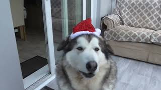 Jenson the Alaskan malamute christmas calendar day 22 [upl. by Meek]