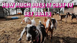 How much does it cost to start a goat farm  Things I wish I had before getting goats [upl. by Nilkoorb]