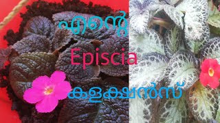 Episcia plant collection plant video malayalam channel Plants with vlogs plantswithvlogs [upl. by Knowle533]