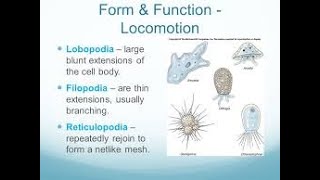 Subphylum Sarcodina  Types of Pseudopodia [upl. by Yelroc]