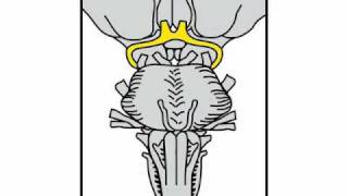 Neurologic Exam Cranial Nerves Anatomy  Cranial Nerve 2 [upl. by Wolfgang]