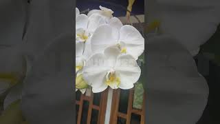 anjusnest orchidtrips orchidcare phalnopsis flowers viralvideo viralreels viralshorts [upl. by Naitirb]