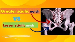 Greater VS Lesser sciatic notches [upl. by Ytitsahc]