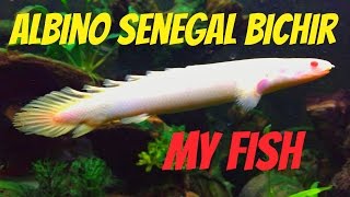 Polypterus senegalus  Albino Senegal Bichir [upl. by Ahsiki]