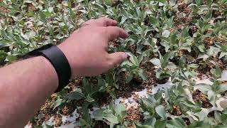 Silverberry or Wolf Willow Elaeagnus commutata seedlings growing May 18 at TreeTimeca greenhouses [upl. by Weissberg]