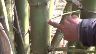 Chapter 1 Bamboo Selection and Harvesting [upl. by Adalbert]