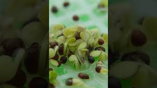 This is how broccoli seeds germinate and sprout microgreenssalads  6d in 1min microgreens salad [upl. by Nomor]