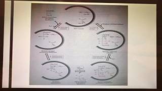 The Enzymatic Mechanism of Aldolase [upl. by Lawrence]