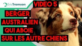 Vidéo 5 Marseille  Berger Australien qui aboie sur les autres chiens [upl. by Gunther944]