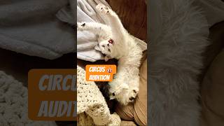 Cat Contortionist 🐈‍⬛ Circus Audition 🎪 FlexibleFeline cat pets animals catshorts catcomedy [upl. by Darcey44]