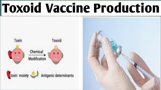 Toxoid Vaccine BiotechnologyUnit 3BPharm 6 Sem toxoidvaccineproduction [upl. by Hodgkinson]