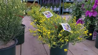 Cytisus Allgold  Moonlight  Osiris Scotch Broom  Slender Foliage Yellow Flowers [upl. by Geis3]