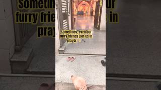 Bhagwan Hai Kahan Re Tu 🙏  Reflective Moments with Buddy 🐾 shorts viralvideo dog [upl. by Accalia]