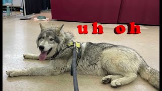 We Took a Wolfdog Puppy to a Pet Expo amp This Is How It Went [upl. by Mcwherter]