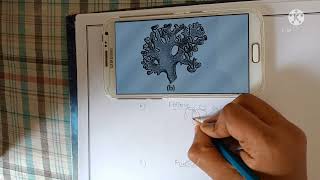 How to draw a foliose litchens [upl. by Lytsirhc908]