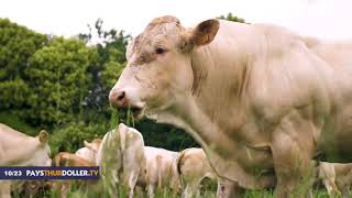 L’élevage bovin herbager et les agriculteurs français  PaysThurDollerTV octobre 2023 [upl. by Alurd]